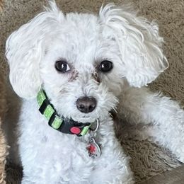 Max - Maltipoo