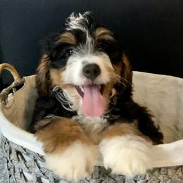 Sam - Tri-color male Bernedoodle puppy in Gilbert, Arizona from Azteddybeardoodles