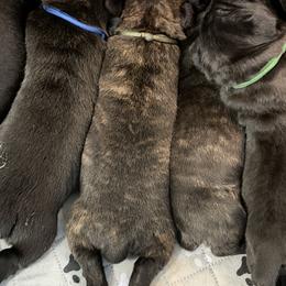 Cane Corso Puppies from CANE CORSO DI DROGHEDA