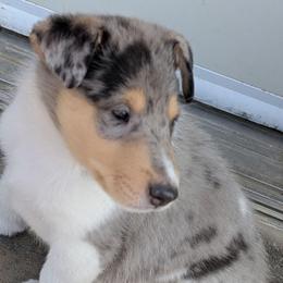 Kabob (Blue Boy 9) - Blue merle white and tan male Collie puppy in Nunn, Colorado from Kingsgift Collies