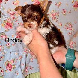 Roddy - Chocolate, tan and white male Yorkshire Terrier puppy in Clarksburg, Indiana from Hidden Gems Parti Yorkies