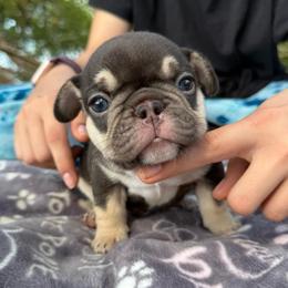Cocoa and Tan Girl, white chest (Ocean and Tortuga) - Tricolors female French Bulldog puppy in Gulf Breeze, Florida from SW Frenchies