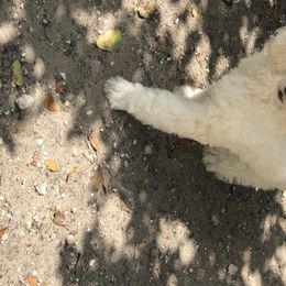 Poodle Puppies from Southern Standards