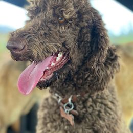 Goldendoodles and Poodles from Desert Doodles + Poodles