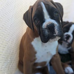 Boy 4 - Boxer puppy from Vista Hill Boxers