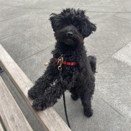 Bernedoodle, Cavapoo, Havanese, and Havapoo Puppies from Lady Paws Puppies - Cassie