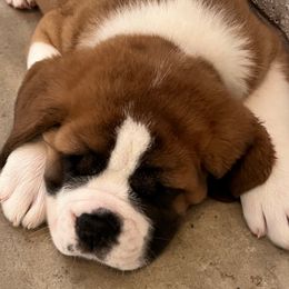 Brown Collar - Orange and white male Saint Bernard puppy in Double Springs, Alabama from St Bernard Kingdom, LLC