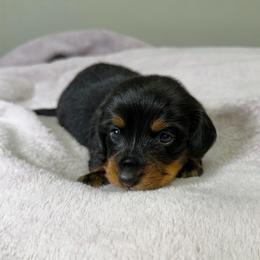 Bear - Black and tan male Dachshund puppy in Arab, Alabama from Cantrell’s Dachshund Den