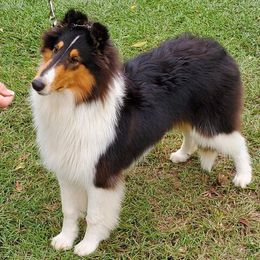 Collies from Commander Collies