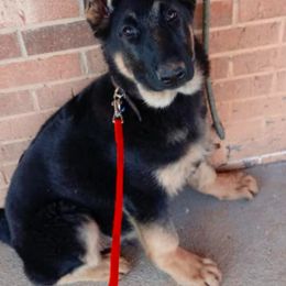 German Shepherd Puppies from Kaeginart's GSD