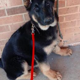 German Shepherd Puppies from Kaeginart's GSD