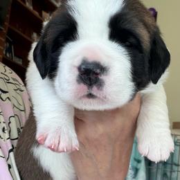 Johnni Lynn - Mahogany and white female Saint Bernard puppy in North Beach, Maryland from Mt.Harmony Saint Bernards