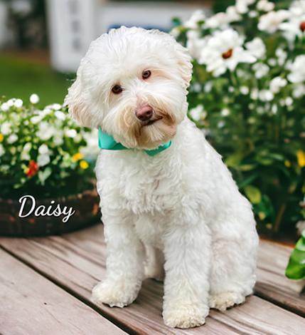 Daisy