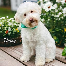 Daisy - Australian Labradoodle