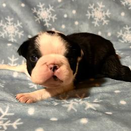 Boy 1 - Black and white male Boston Terrier puppy in West Liberty, Kentucky from 3B Kennels-Beth’s Best Boston’s