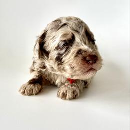 Syrup - Merle female Goldendoodle puppy in Pulaski, Tennessee from Doodle My Heart