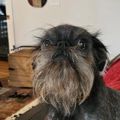 Sprout - Brussels Griffon