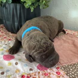 Light Blue - Brown female Chesapeake Bay Retriever puppy in Lewiston, Utah from Bellus Chesapeakes