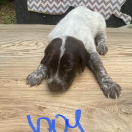 German Shorthaired Pointer Puppies from M&R Breeders