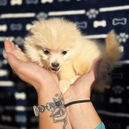 Cream Girl - Cream female Pomeranian puppy in Burleson, Texas from Diamond Deluxx Frenchies