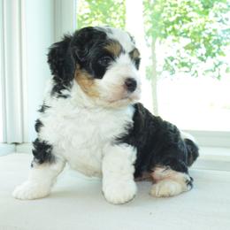 Sweeper - Tri-color female Bernedoodle puppy in Clarinda, Iowa from Root and Branch Bernedoodles