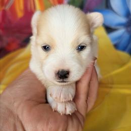 Boy 2 - White male Pomsky puppy in Spring Hill, Florida from www.PuppyTimeEmporium.com