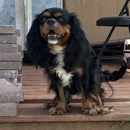 Meadow - Cavalier King Charles Spaniel