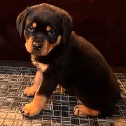Purple girl - Black and mahogany female Rottweiler puppy in Longview, Washington from Winters Rotties