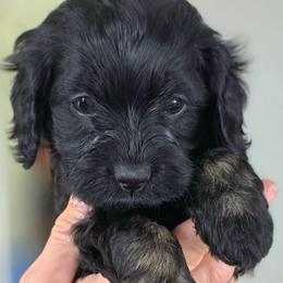 Ember - Black and tan female Cockapoo puppy in Flippin, Arkansas from Dare to Doodle