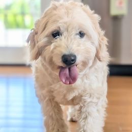 Goldendoodles, Golden Retrievers, Labradoodles, and Labrador Retrievers from Robertson's Retrievers & Doodles