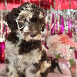 Oreo - Merle male Goldendoodle puppy in Tybee Island, Georgia from Castaway Doodles