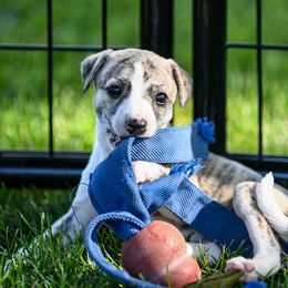 Whippet Puppies from Winstar Whippets