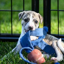 Whippet Puppies from Winstar Whippets