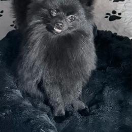 Phantom - Black male Pomeranian puppy in Coleman, Oklahoma from Pretty Poms