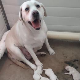 Labrador Retrievers from Countrylanes retriever