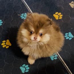 Schnitzel - Chocolate and tan male Pomeranian puppy in Buck Valley, Pennsylvania from Buck Valley Pomeranians