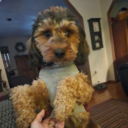 Mr.Mosley - Aussiedoodle