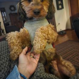 Mr.Mosley - Aussiedoodle