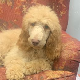 Poppy (light purple collar) - Red  Poodle puppy in Greensboro, North Carolina from Joyful Poodles