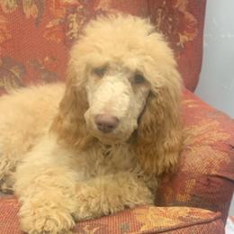 Poppy (light purple collar) - Red  Poodle puppy in Greensboro, North Carolina from Joyful Poodles