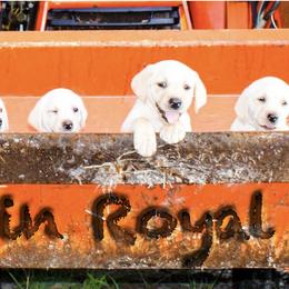 Labrador Retrievers from Robin Griffin