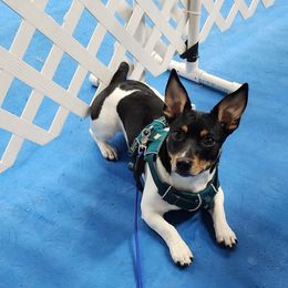 Teddy Roosevelt Terriers from Time Enough at Last (TEAL) Teddy Roosevelt Terriers