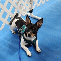 Teddy Roosevelt Terriers from Time Enough at Last (TEAL) Teddy Roosevelt Terriers