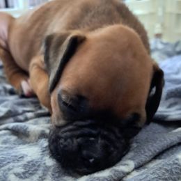 Black boy - Fawn male Boxer puppy in Franklin, Georgia from Lakeside Kennels of Franklin