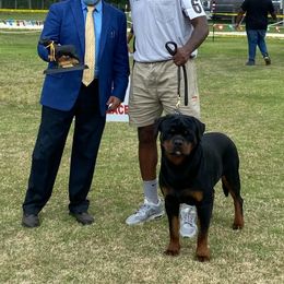 Mak - Rottweiler