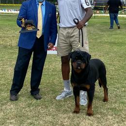 Mak - Rottweiler