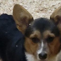 American Corgis, Miniature Australian Shepherds, and Toy Australian Shepherds from TC Farms Stock Dogs - Miniature Australian Shepherds
