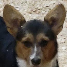 American Corgis, Miniature Australian Shepherds, and Toy Australian Shepherds from TC Farms Stock Dogs - Miniature Australian Shepherds