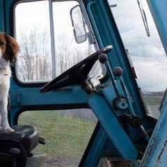 Nederlandse Kooikerhondjes from Dreamscape Kooikerhondjes