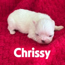 Chrissy - White female Pekingese puppy in Mabank, Texas from Peke Lovers of Texas